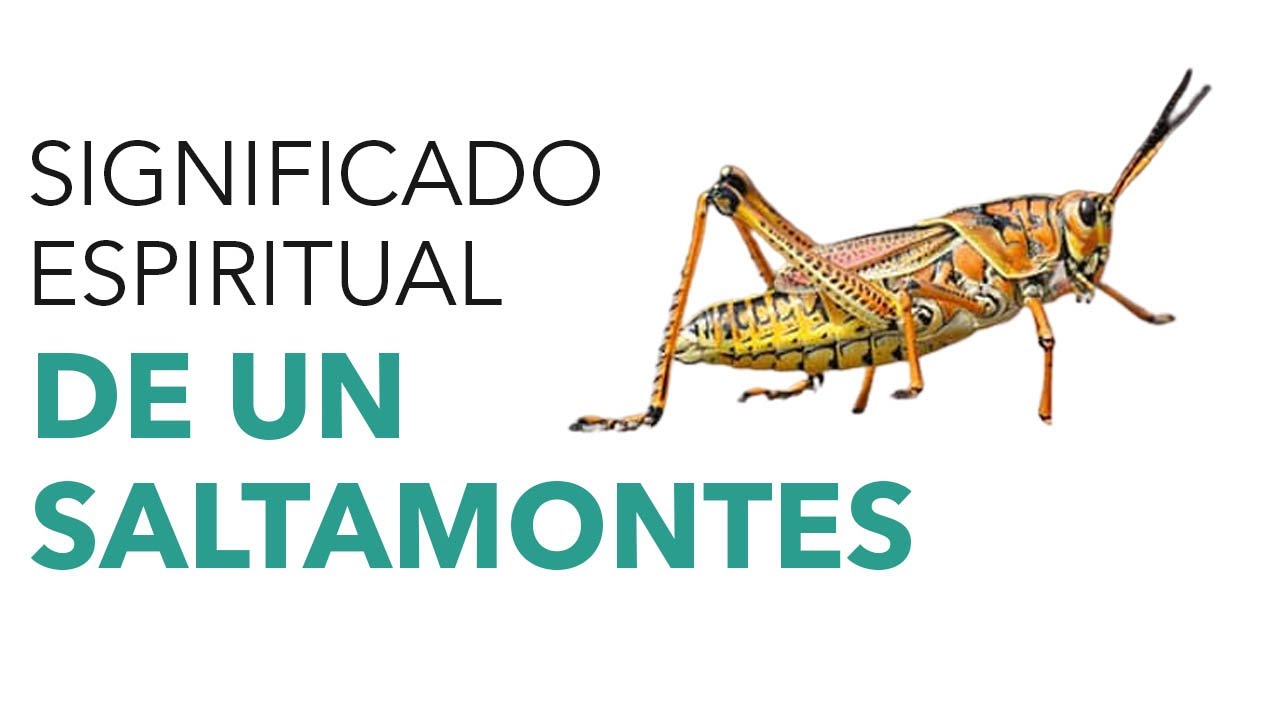 El simbolismo del saltamontes en la Biblia: significado y enseñanzas