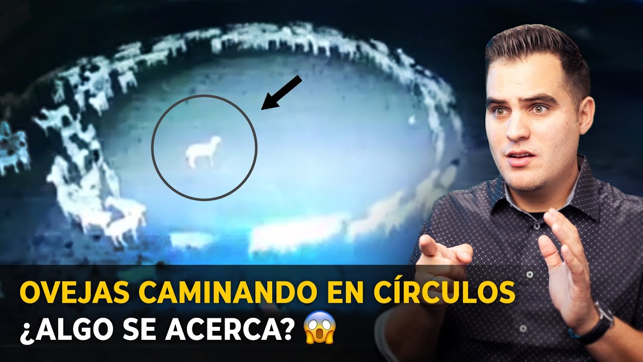 El misterio de las ovejas que caminan en círculo según la Biblia