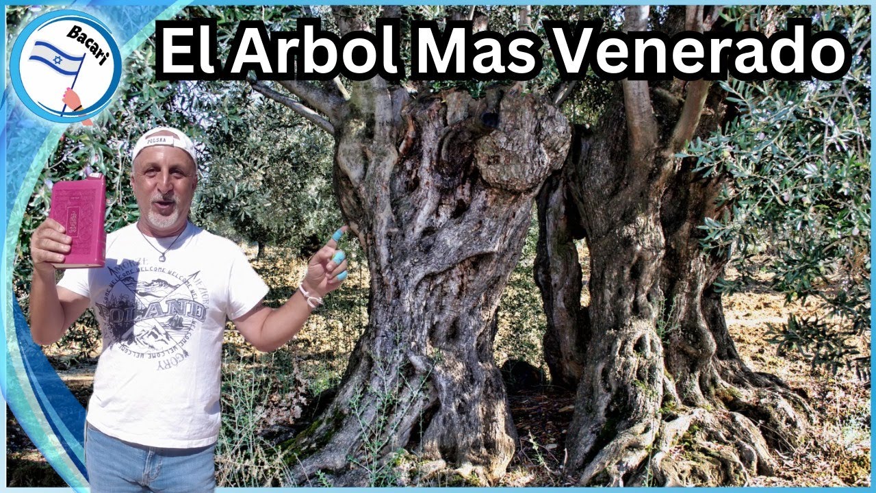 El olivo en la Biblia: significado y simbolismo religioso
