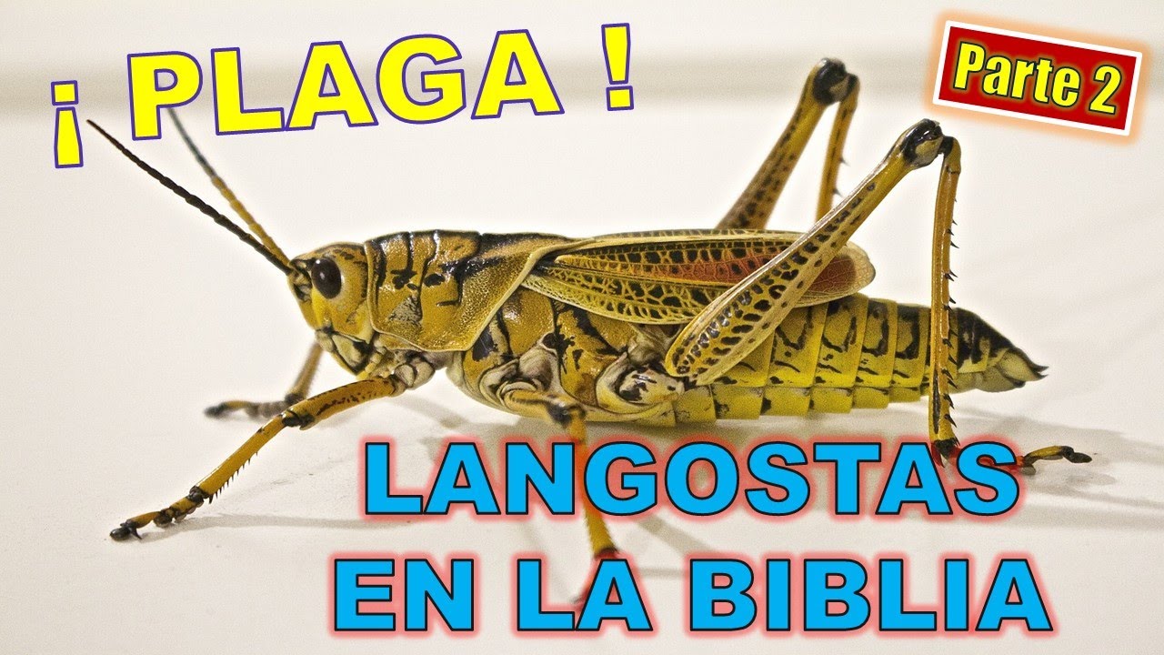 La plaga de langostas en la Biblia: una advertencia divina