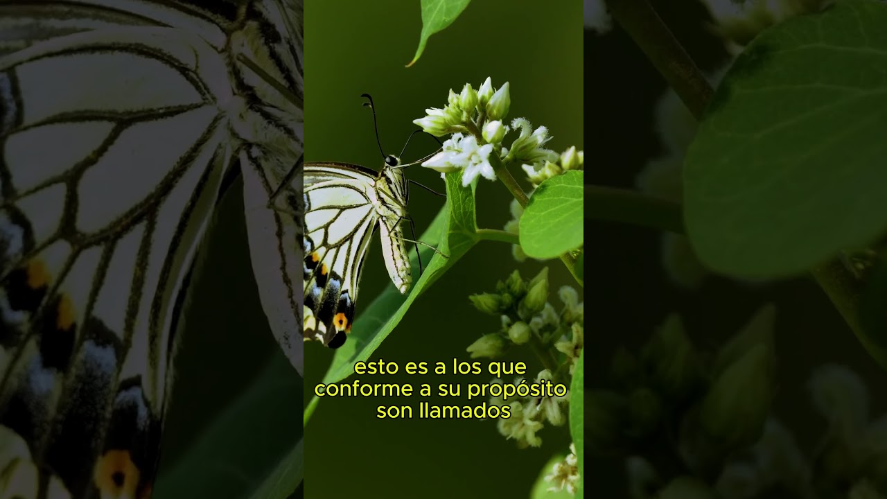 Todo obra para bien según la Biblia: Versículo inspirador