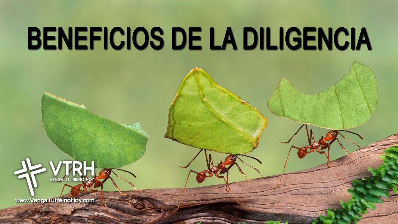 Diligencia bíblica para la vida diaria