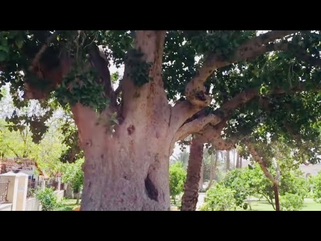 Simbolismo religioso del árbol sicomoro en la Biblia