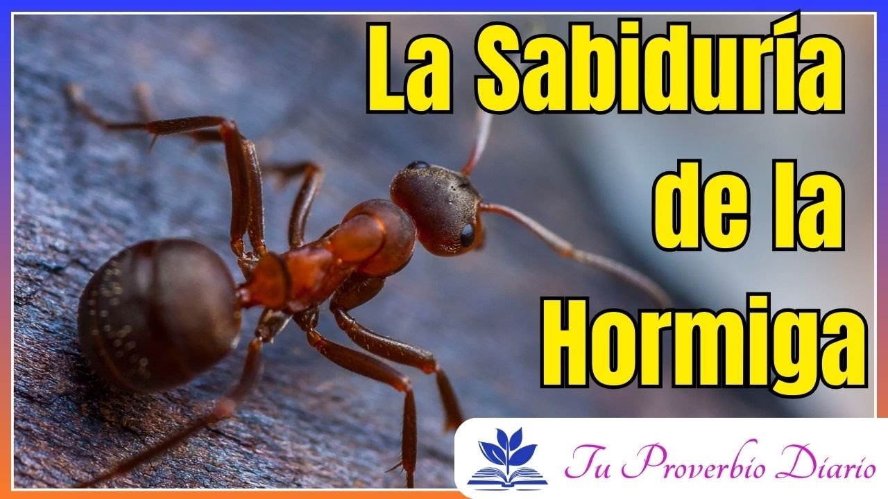 Descubre lo que la Biblia enseña sobre las hormigas y su sabiduría