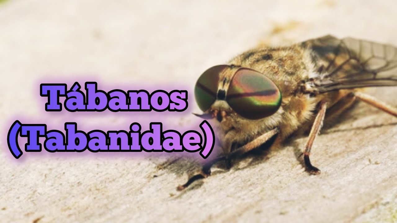 Significado y simbolismo de los tábanos en la Biblia