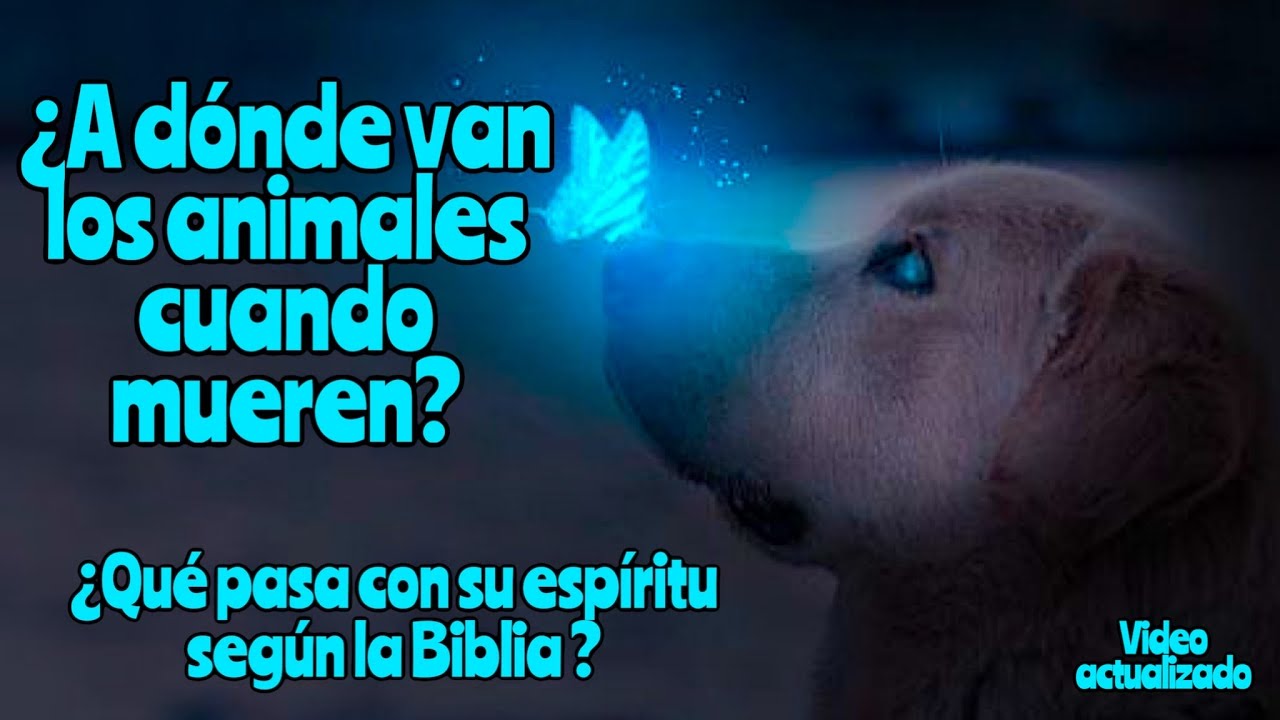 ¿Tienen alma los animales según la Biblia? Descubre la verdad aquí