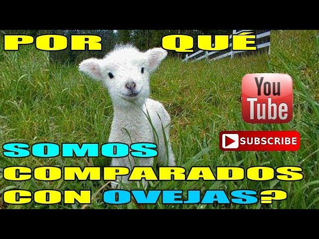 La oveja en la Biblia y su importancia en la fe cristiana